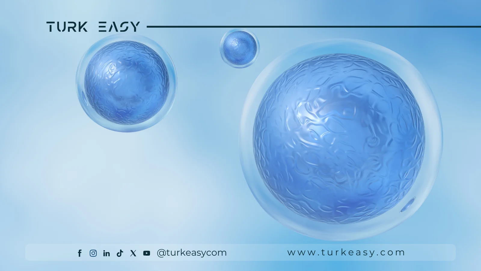 Kemik İliği ve Kök Hücre Nakli 2024 | Turk Easy
