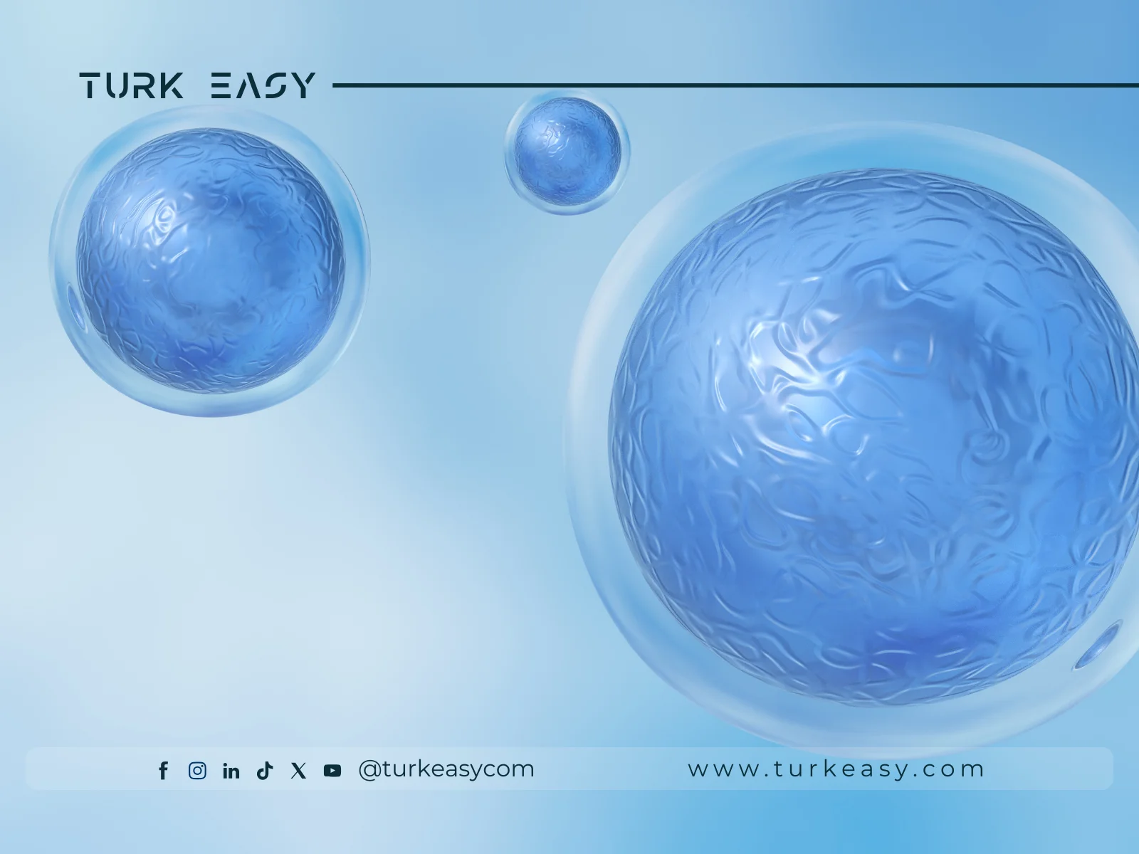 Bone Marrow and Stem Cell Transplantation 2024 | Turk Easy