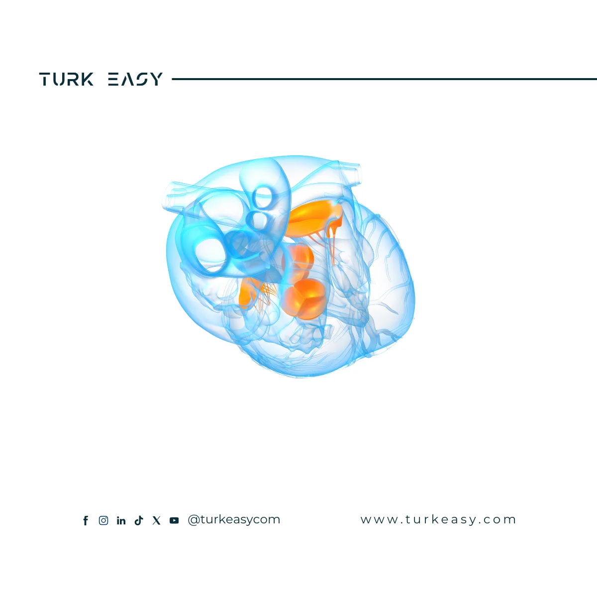 Chirurgie des valves cardiaques 2024 | Turk Easy