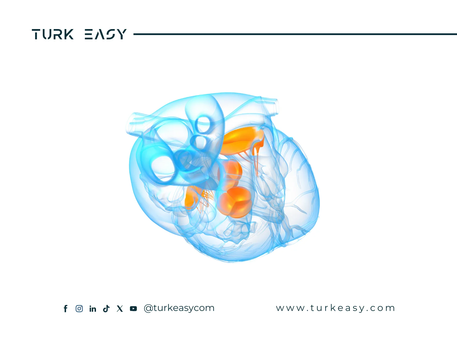 عمليات صمام القلب 2024 | Turk Easy
